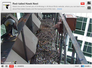 Cornell Hawks 